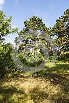 Naaldbos, Conifer forest