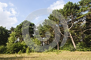Naaldbos, Conifer forest
