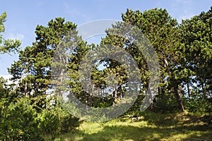 Naaldbos, Conifer forest