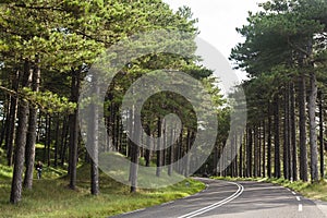 Naaldbos, Conifer forest