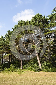 Naaldbos, Conifer forest