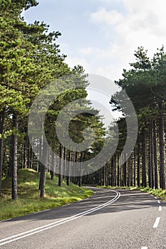 Naaldbos, Conifer forest