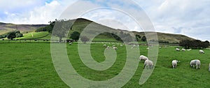 The Nab viewed over fields and sheep