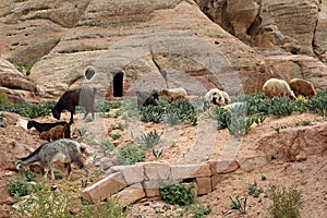 Nabataean Rock city of Petra, Grazing goats, Jordan