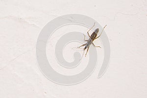 Nabidae stinkbug