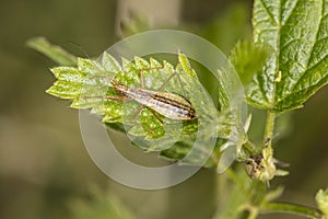 Nabis limbatus small insect on a green leaf photo