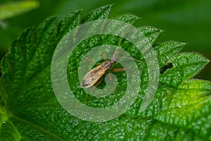 Nabis rugosus - Rotbraune Sichelwanze on a leaf on a summers day