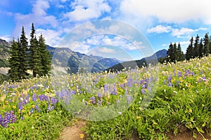 Naches Peak Loop Trail near Mt.Ranier hiking trail with wild flowers.