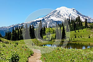 Naches Peak trail, flowering alpine meadows & Mount Rainier, WA