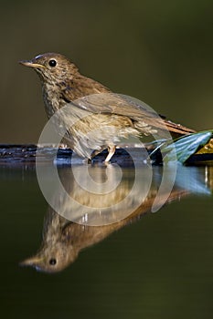 Nachtegaal, Common Nightingale, Luscinia megarhynchos