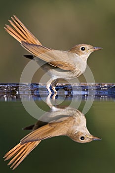 Nachtegaal, Common Nightingale, Luscinia megarhynchos