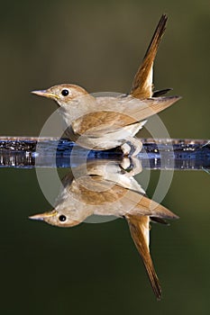 Nachtegaal, Common Nightingale, Luscinia megarhynchos