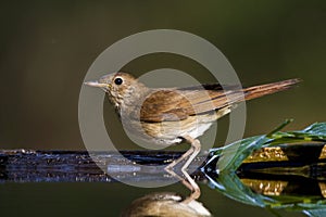 Nachtegaal, Common Nightingale, Luscinia megarhynchos