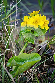 Nachtkerze. Evening Primrose. yellow flower water bathers.