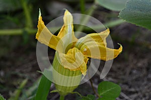 Nacimiento de una planta