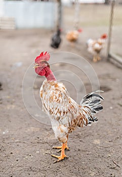 Nacked neck rooster.