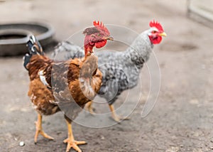 Nacked neck rooster.