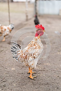 Nacked neck rooster.