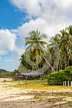 Nacpan sandy beach in El Nido Philippines -  tropical beach with coconut trees