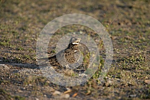 Nacunda nighthawk, Podager nacunda