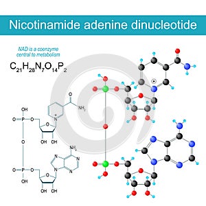 NAD molecule