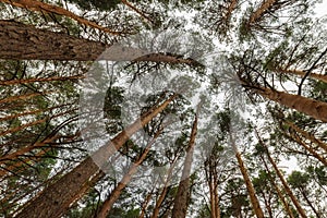 Nadir shot of a pine forest, sensation of infinity