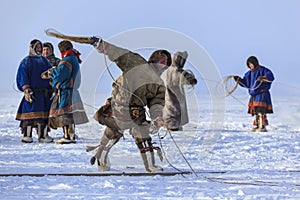 Yamal, open area, tundra,The extreme north,  Races on reindeer sled in the Reindeer Herder`s