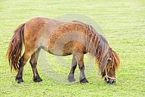 Nag horse photo