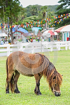 Nag horse photo