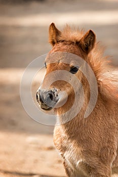 Nag horse photo