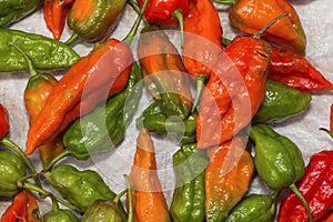 Naga Chilli, It is one of the hottest known chilli peppers. Satakha village