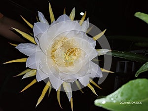 naga fruit Flower in Balkon