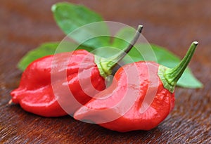 Naga Morich of Bangladesh