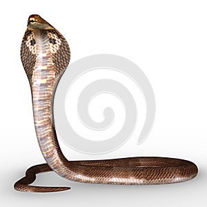 Naga snake photo