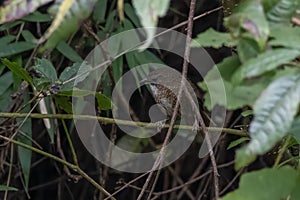 Naga wren-babbler or long-tailed wren-babbler or Spelaeornis chocolatinus, at Khonoma in Nagaland, India photo