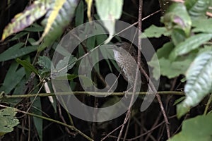 Naga wren-babbler or long-tailed wren-babbler or Spelaeornis chocolatinus, at Khonoma in Nagaland, India