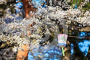 Nagahama Castle in sakura season