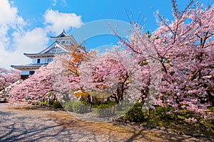 Nagahama Castle in Shiga Prefecture, Japan during full bloom cherry blossom