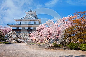 Nagahama Castle in Shiga Prefecture, Japan during full bloom cherry blossom