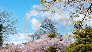 Nagahama Castle in Shiga Prefecture, Japan during full bloom cherry blossom