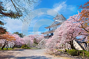 Nagahama Castle in Shiga Prefecture, Japan during full bloom cherry blossom