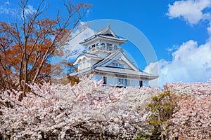 Nagahama Castle in Shiga Prefecture, Japan during full bloom cherry blossom