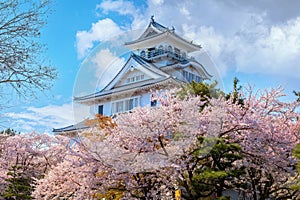 Nagahama Castle in Shiga Prefecture, Japan during full bloom cherry blossom