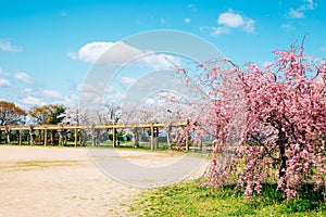 Nagahama Ho park with cherry blossoms in Shiga, Japan