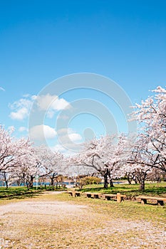 Nagahama Ho park and Lake Biwa with cherry blossoms in Shiga, Japan