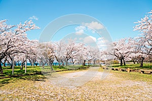 Nagahama Ho park and Lake Biwa with cherry blossoms in Shiga, Japan