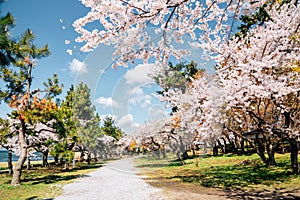 Nagahama Ho park and Lake Biwa with cherry blossoms in Shiga, Japan