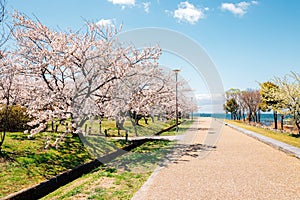 Nagahama Ho park and Lake Biwa with cherry blossoms in Shiga, Japan