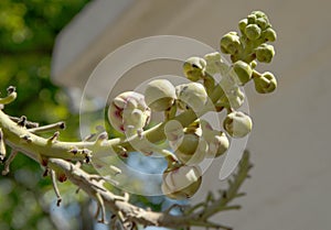 Nagalinga Flower buds, Shiv Kamal, Cannonball tree flower or Couroupita guianensisr