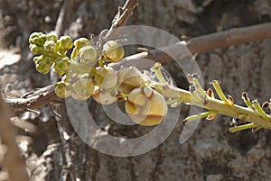 Nagalinga Flower buds, Shiv Kamal, Cannonball tree flower or Couroupita guianensisr